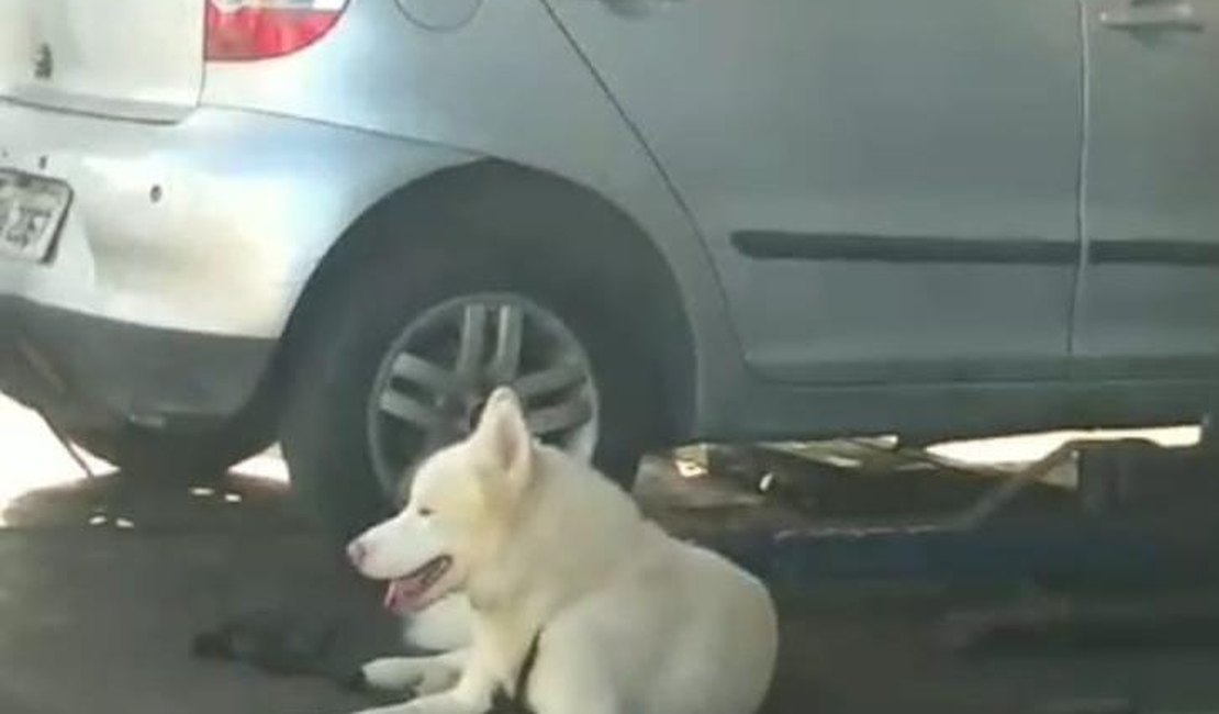 [Vídeo] Funcionário de oficina resgata cachorro na Av. Juca Sampaio