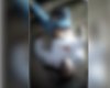Homem de 52 anos morre atropelado em União dos Palmares