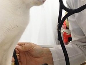 Ufal é referência na pesquisa sobre hiperplasia mamária em felinos