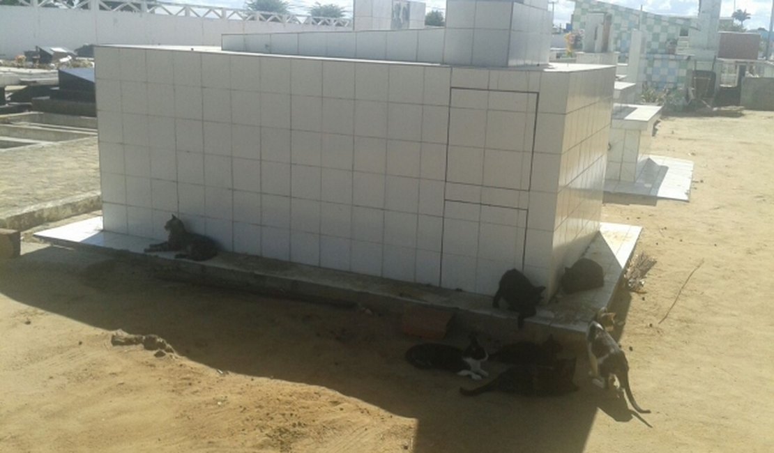 Vereador reclama de cães e gatos em túmulos de cemitério