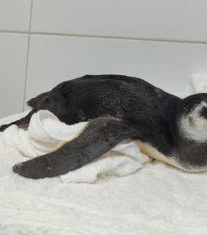 Se perdeu? Veja por que um pinguim acabou encalhado na Praia do Gunga