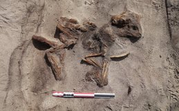 Túmulo da Era Viking com mulher e cachorro é encontrado no norte da Noruega