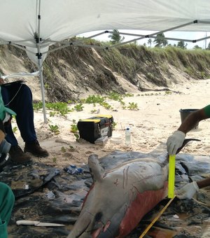 Animais marinhos são encontrados mortos na Praia do Francês