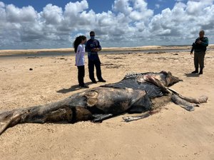 Baleia-jubarte é encontrada morta no Litoral Sul de Alagoas