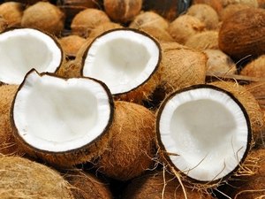 Encontro debate fortalecimento da cultura do coco em Alagoas