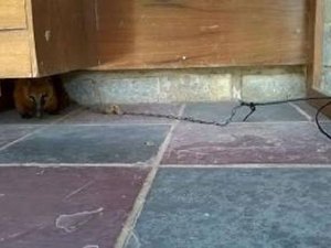 Equipe fiscaliza maus tratos a animais silvestres em União