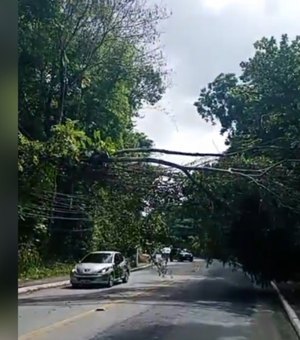 Árvore tomba em cima de fiação de rede elétrica e provoca transtornos na Serraria