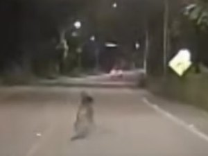 Delegado faz alerta após vídeo de homem deitado em rodovia de Maceió