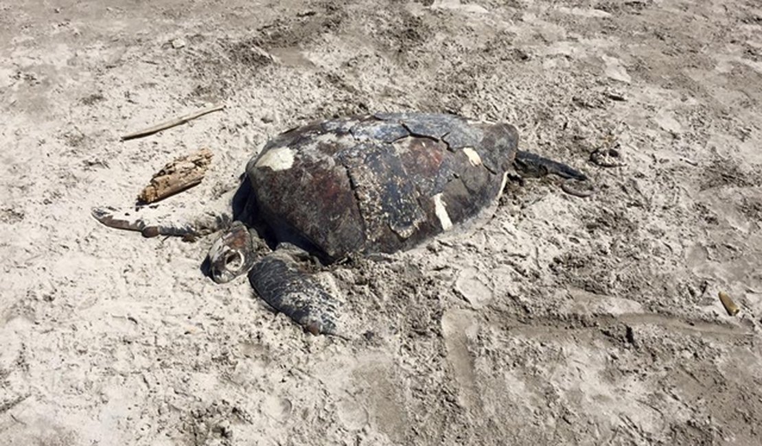 Tartaruga Verde é encontrada morta no Litoral Norte de Alagoas