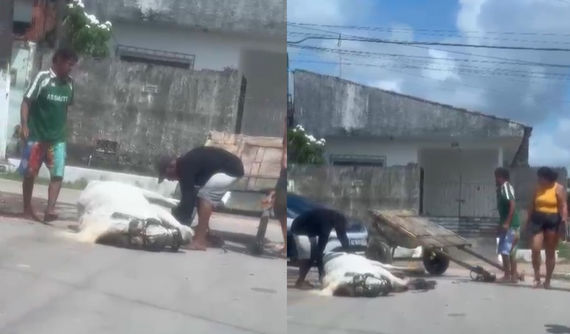Moradores denunciam maus-tratos a cavalo e acúmulo de lixo no Benedito Bentes