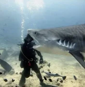 Tubarão parece morder cabeça de mergulhador em ilusão de ótica e viraliza