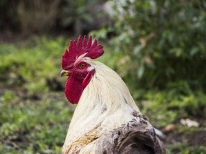 Mulher morre de hemorragia após ser atacada por galo