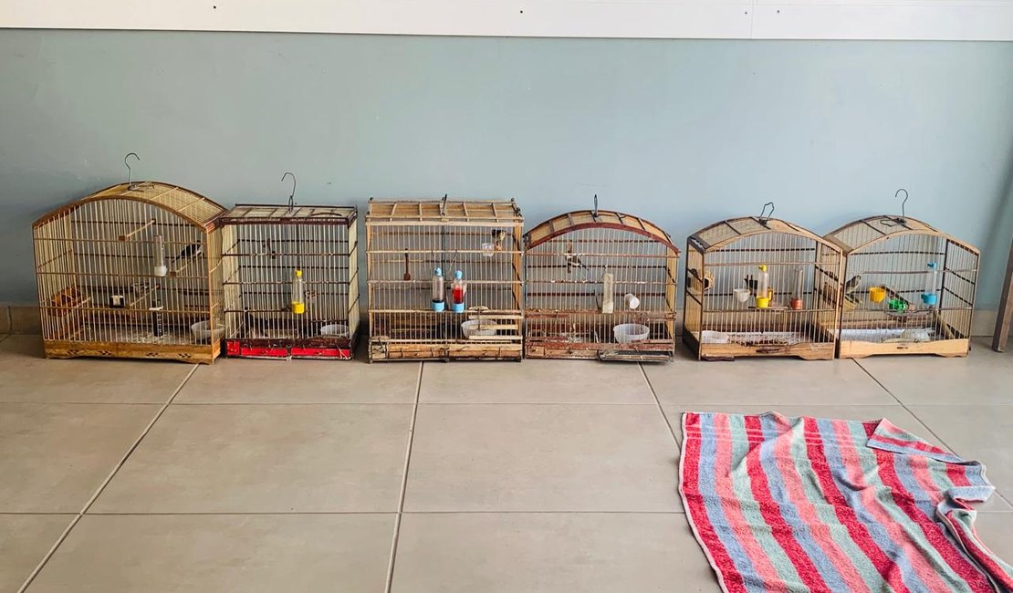 Aves Silvestres são apreendidas em aldeia na zona rural de Joaquim Gomes