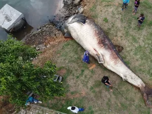 Registro raro mostra maior peixe do mundo sendo encontrado morto no ES