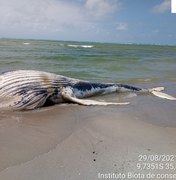 Baleia jubarte é encontrada encalhada e morta em Marechal Deodoro
