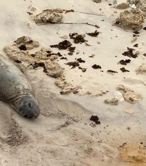 IMA vai contribuir com investigações sobre morte do elefante-marinho 'Leôncio'