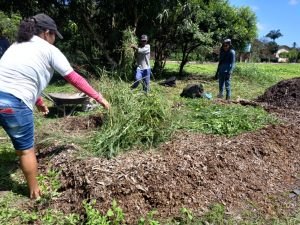 Prefeitura de Arapiraca transforma sobras de podas das árvores em adubo para jardinagem