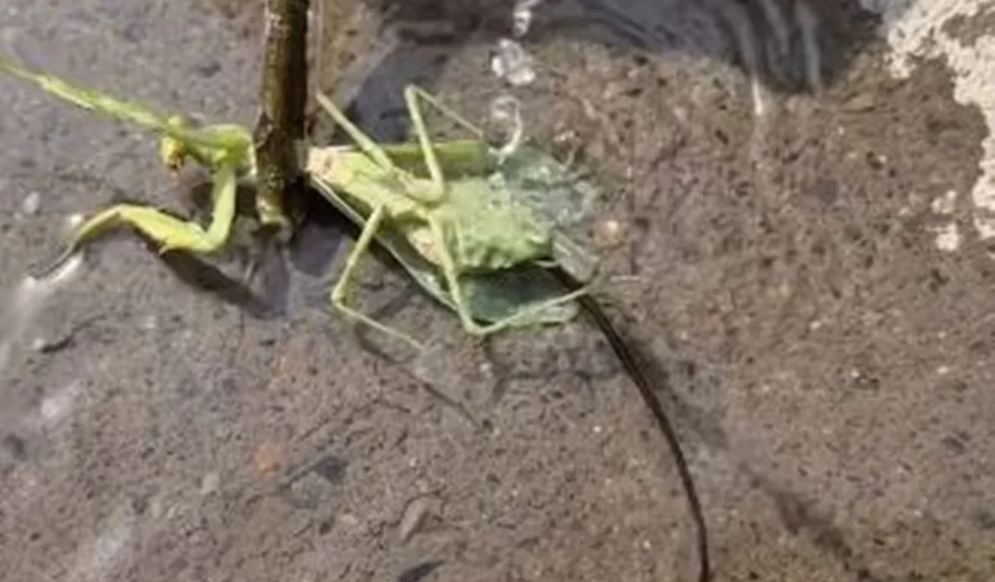 Imagens mostram verme 'manipulador' saindo do corpo de louva-deus