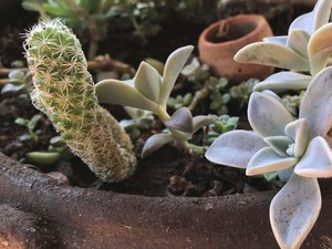 Pandemia e isolamento aumentam procura por cultivo de plantas em casa