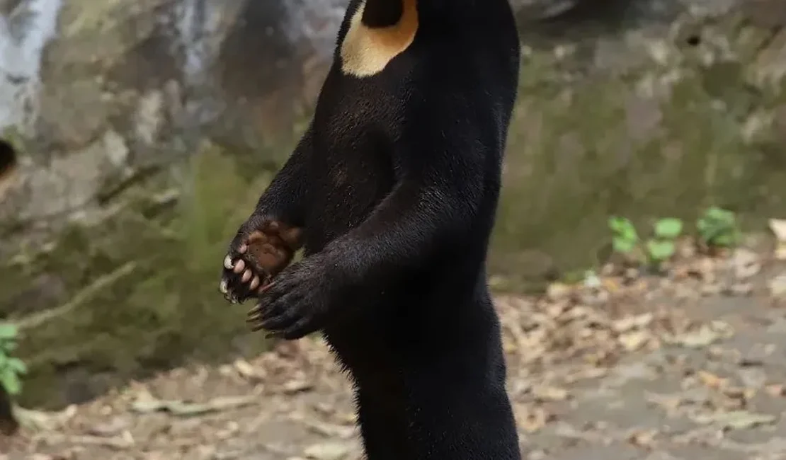 Urso ou humano? Zoológico na China nega questionamento de que animal é homem fantasiado; veja imagem