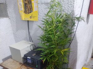 Plantação de maconha é cultivada artesanalmente em União dos Palmares