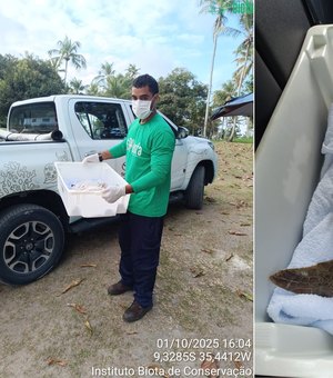 Tartaruga-verde é resgatada na Praia dos Morros, em Passo de Camaragibe