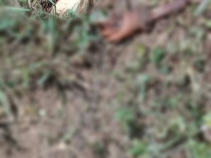 Corpo de criança é encontrado mutilado em São Brás, no Agreste