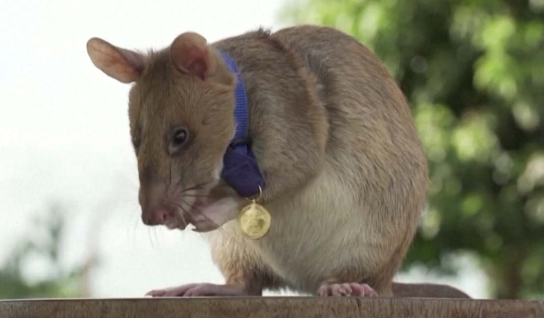 Magawa, o “rato herói” que farejava minas terrestres, morre aos oito anos