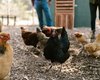 Ministério confirma 1º caso de gripe aviária em granja comercial no Brasil