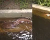 Após alagamento, peixes são vistos nadando em ruas da Praia do Francês, em Marechal