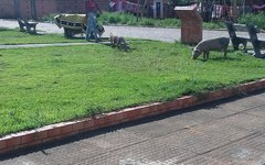 Porcos invadem ruas e praças do município de Jacuípe