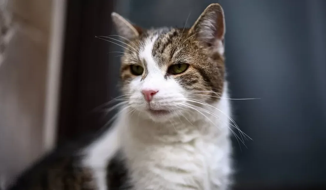 Gato mais famoso da política britânica tem rival russo e plano para funeral