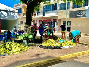 Venda de milho cresce no Centro de Maragogi