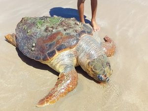 Tartaruga-cabeçuda é encontrada morta na praia de Jatiúca, em Maceió