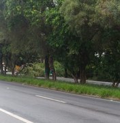 PRF registra queda de árvore na BR-104 em Rio Largo