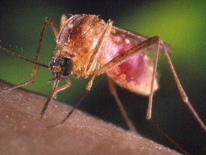 Piauí registra primeira morte no Brasil por febre do Nilo Ocidental