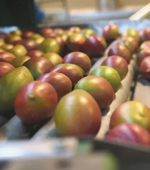 Tarifaço de Trump ameaça exportação de frutas brasileiras para os EUA