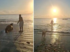 Elefante-marinho é importunado por banhista em Paripueira e biólogos alertam para perigo de mordida