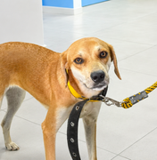 Dia do Cachorro Caramelo é celebrado em Maceió pela importância da adoção