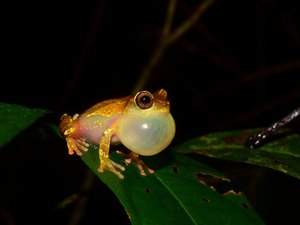 Expedições à Amazônia identificam 12 novas espécies de animais