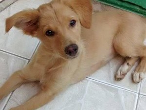 Grupo realiza vendas de doces para ajudar animais abandonados em Arapiraca