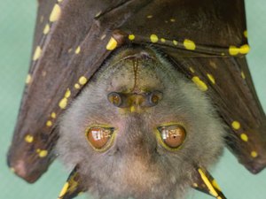 Super imunidade: cura para a Covid-19 pode estar nos morcegos