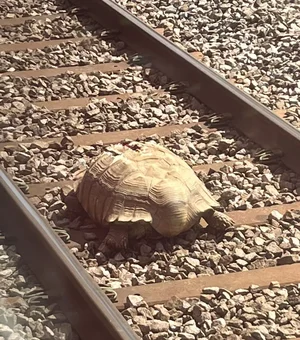 Tartaruga gigante bloqueia tráfego de trens por várias horas na Inglaterra