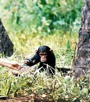 Jane Goodall, defensora do meio ambiente e 'amiga dos chimpanzés', morre aos 91 anos