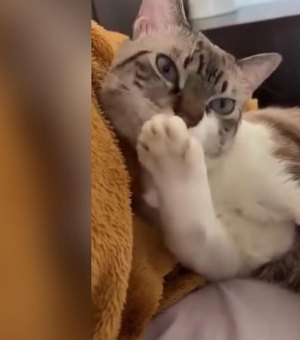 [Vídeo] Gato reage a fofoca sobre PET da vizinha como quem tem culpa no cartório