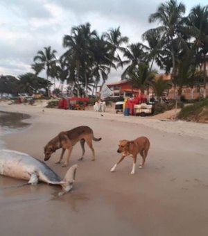 Golfinho morto é encontrado por banhistas em Marechal Deodoro