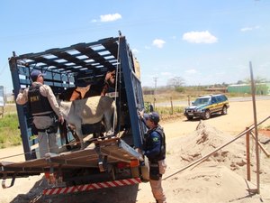 Animais soltos na pista são a 4ª maior causa de acidentes nas BRs