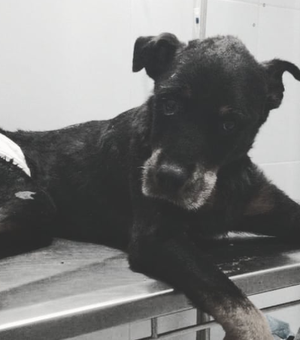 Morre cachorro resgatado após ser enterrado vivo na Barra de São Miguel