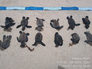 Pelo menos 32 tartarugas marinhas morreram atropeladas em Maceió