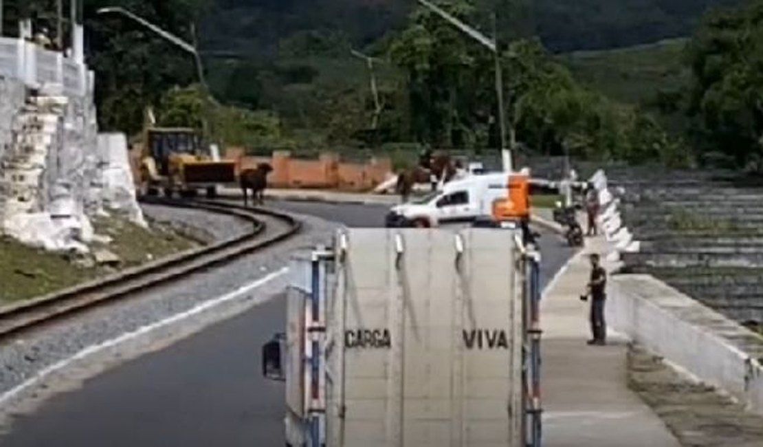 [Vídeo] Bois soltos causam transtornos no trânsito em Rio Largo